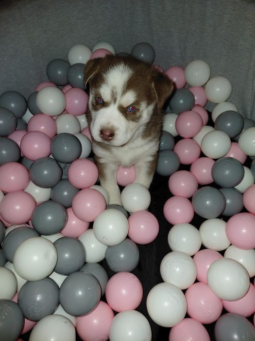 Siberian husky sprzedam