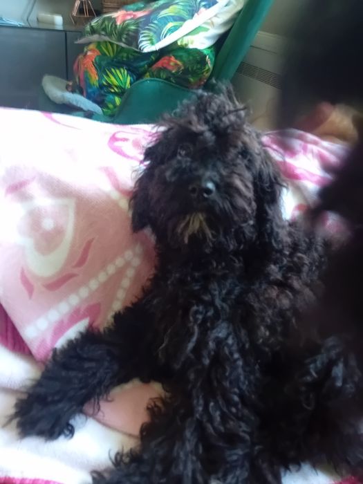 Pudel miniaturka