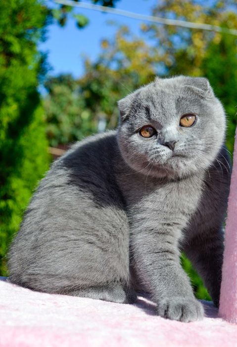 Шикарна блакита дівчинка