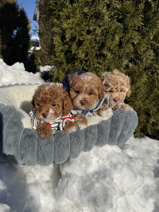 Цуцики міні мальтипу