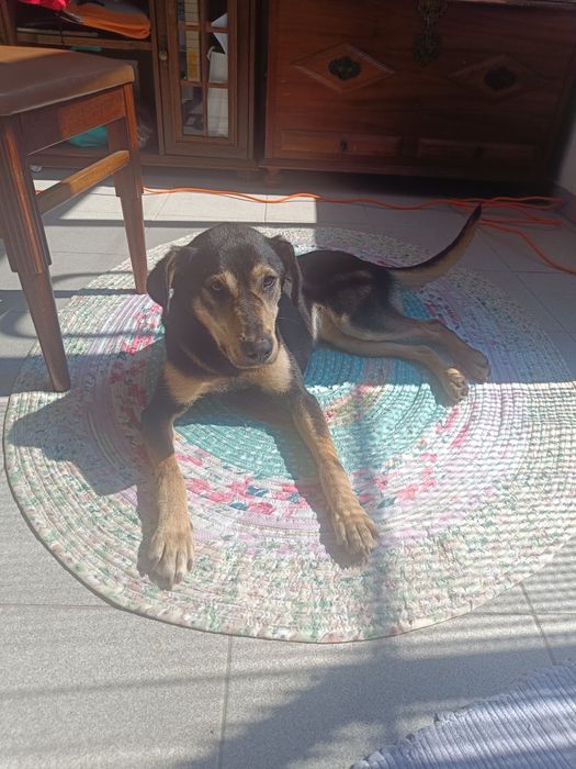 Cadela porte médio para adoção responsável