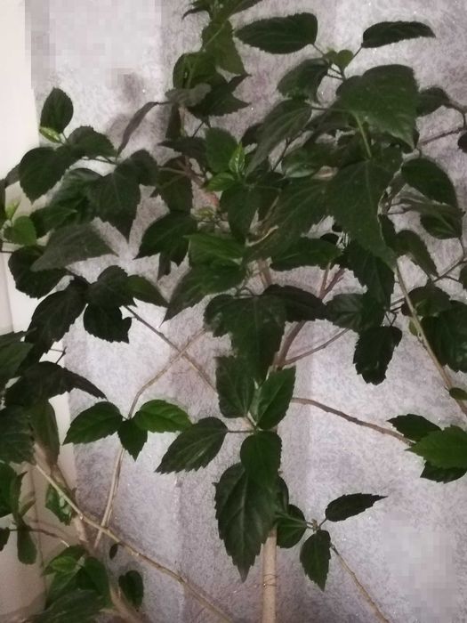 Гибискус (китайская роза)