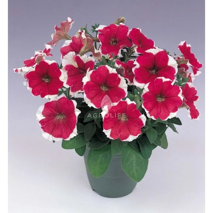 Насіння ампельної і кущової пітунії