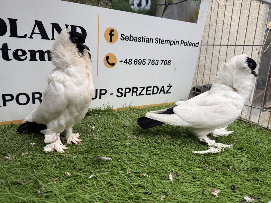 Gołębie. Murzyny. Murzyn szmarklandzki. Możliwy transport