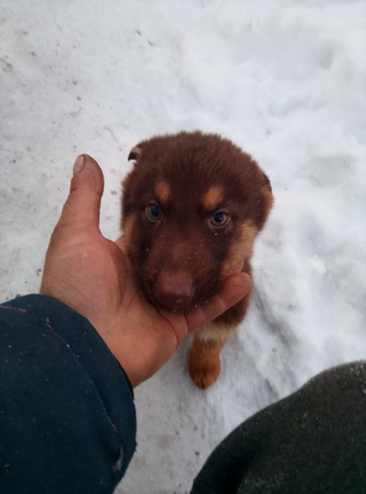 Немецкая овчарка.