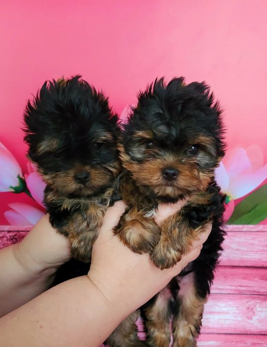 Суперові породисті цуценята йорка