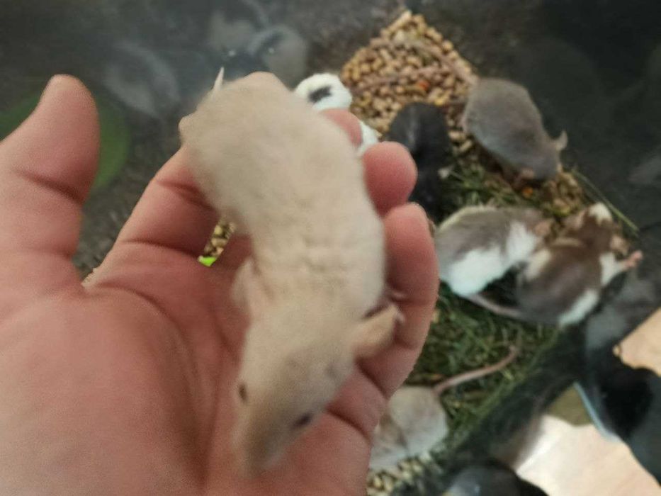 Дамбо щурі-Крысы декоративные,крысята,крыски,дамбо крысята и клетки.