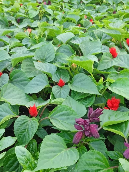 Интерьер для сада