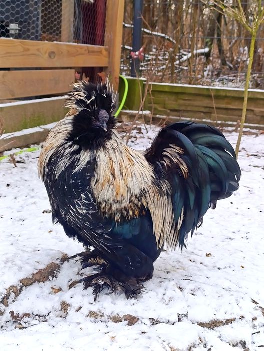 Kogut silki zmieni kurnik