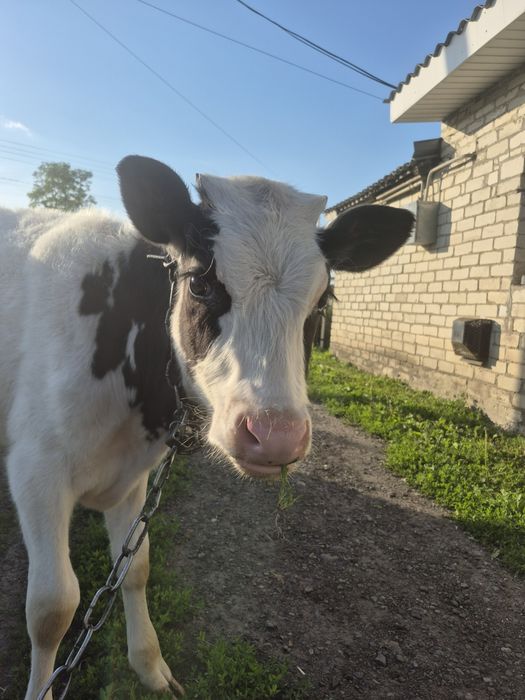 Продам теличку чотири місяці