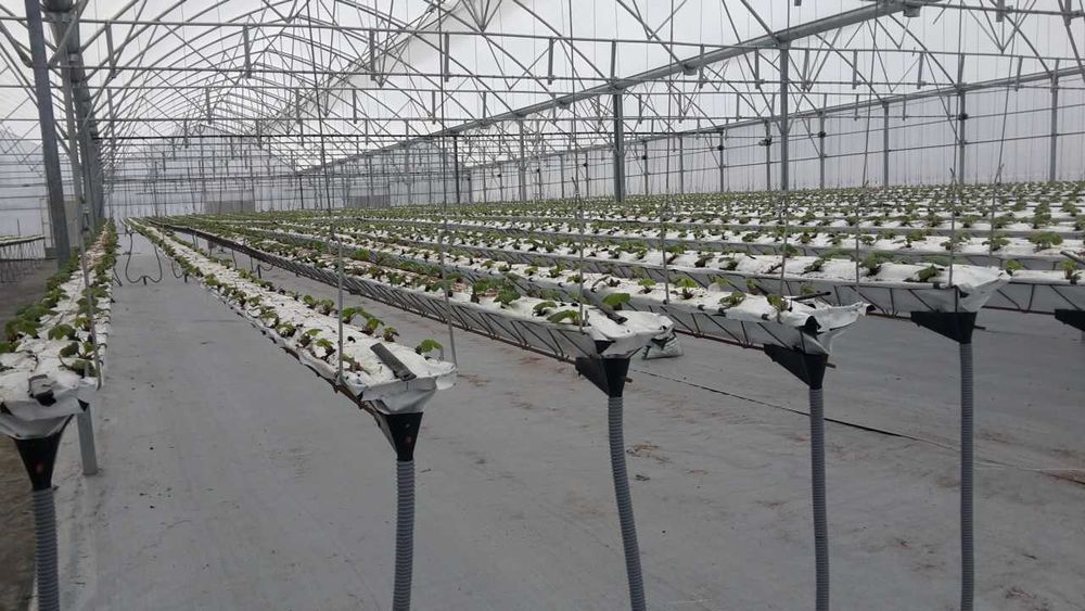 Estufa Gotica com sistema de aclimatização, 2700 m2