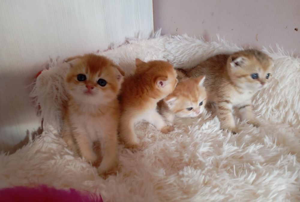 супер котики срочно