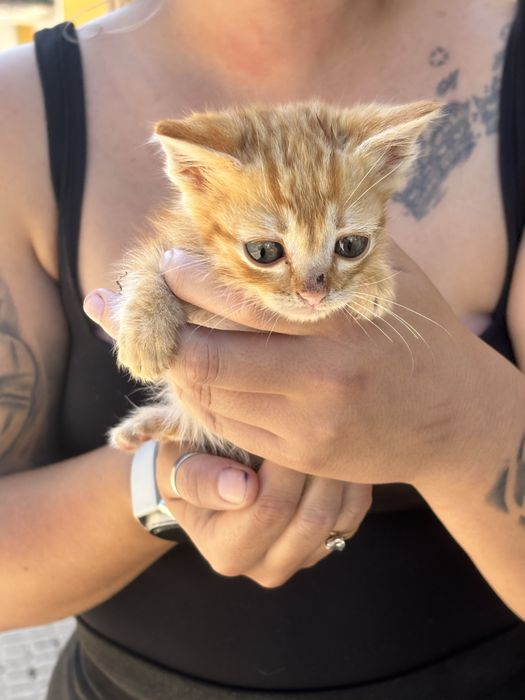 Gatinhos com 2 meses para adocao