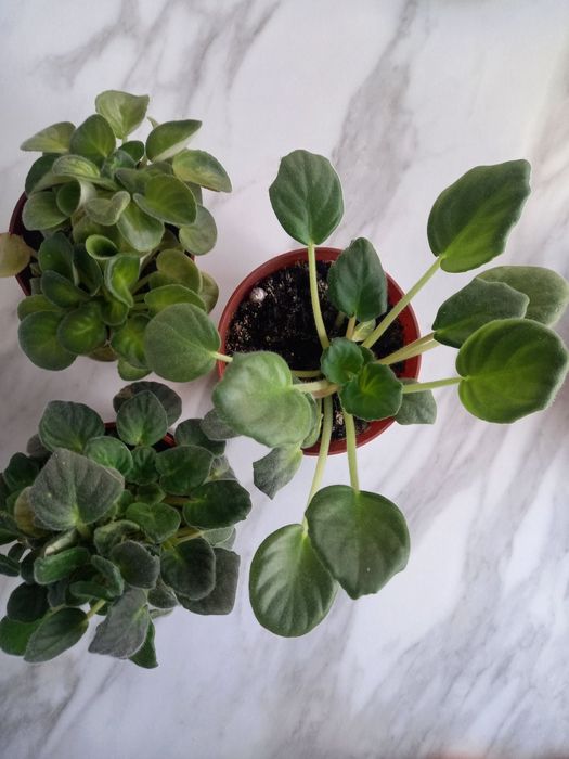 Продам кімнатні фіалки