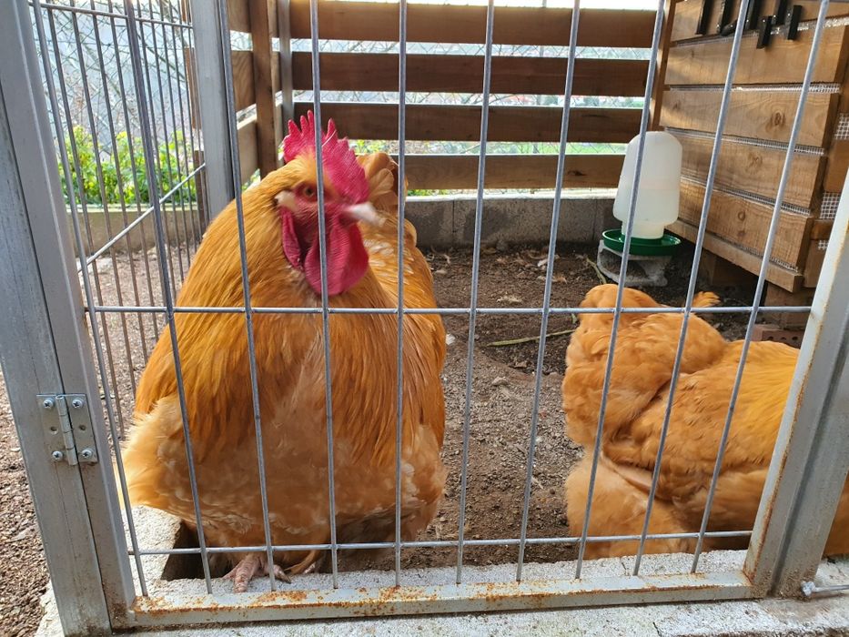 Ovos Orpington Amarelo