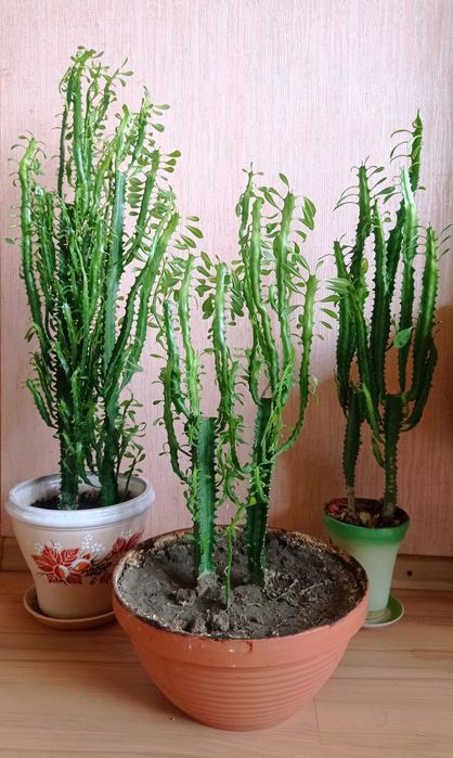 Молочай трьохгранний