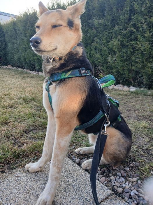Pluto do adopcji