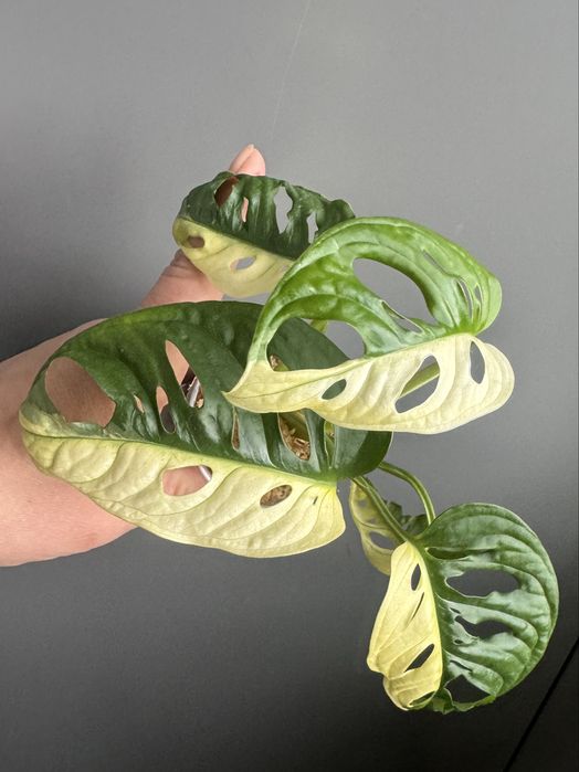 Monstera Adansonii Variegata