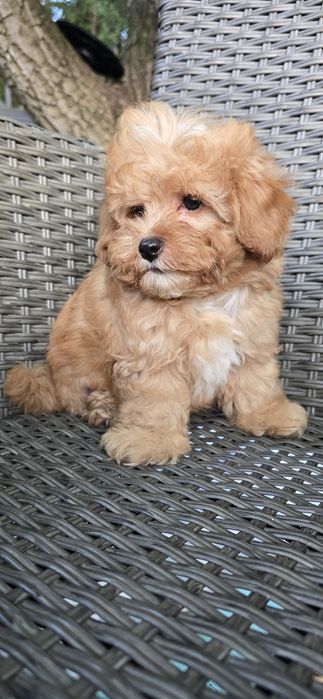 Maltipoo/ chłopczyk