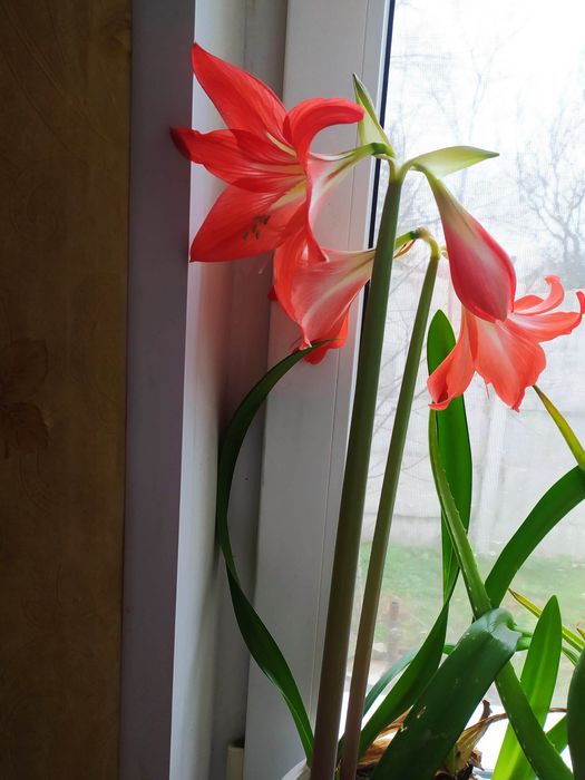 Лили кімнатні цибулинкі