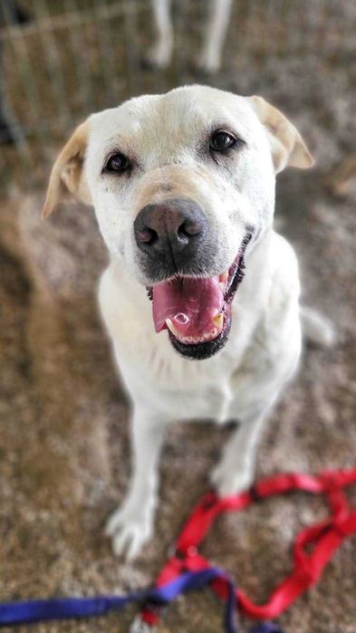 Kanda - cadela média para adoção