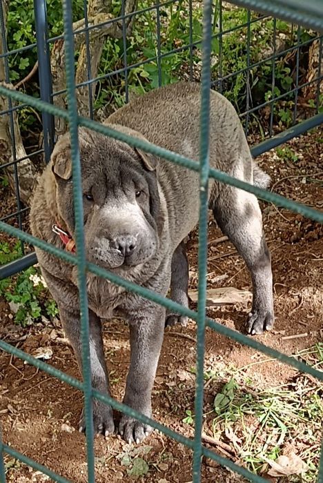Dou c raça  shapei