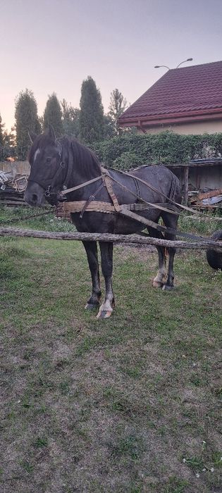 В продажі жеребчикі та лошичка