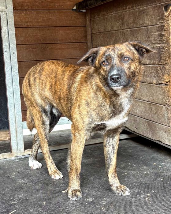 PAŹ - 2-letnia piękność czeka na nowy dom!