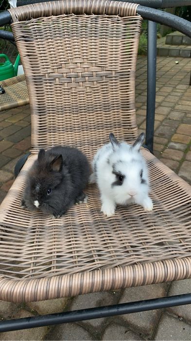 Sprzedam króliki miniaturki