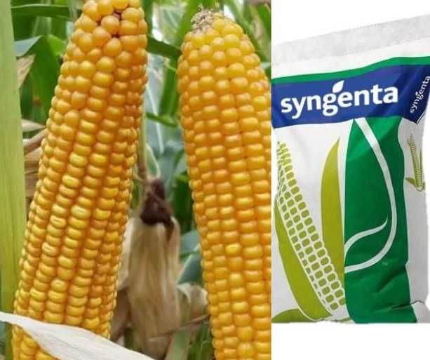 Kukurydza MaxiMaize z Koritem oraz Forcem - koszonka, biogaz