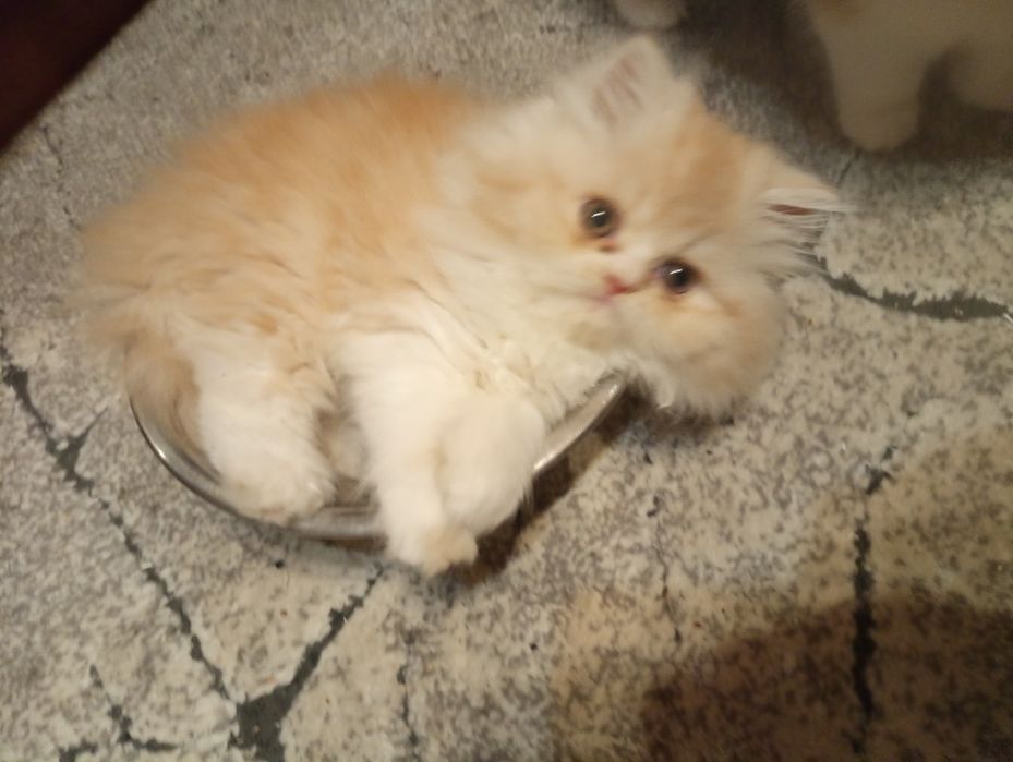 Perska koteczka rudo-biała