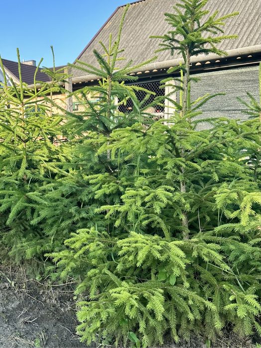 Живі пишні зелені ялинки