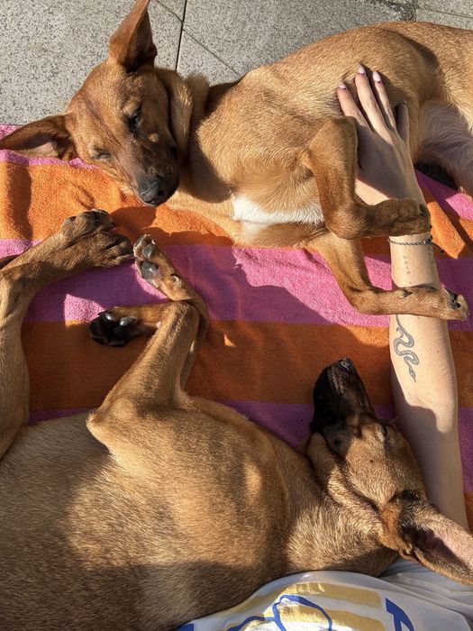 Dobbie e Sol adoção responsável