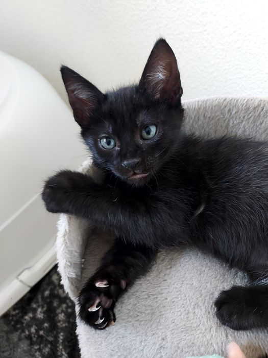 Gatinho bebé para adoção, 2 meses