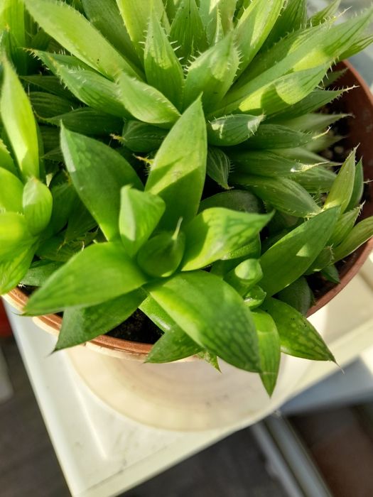 Хавортия , гастерия ...суккуленты, Хлорофитум