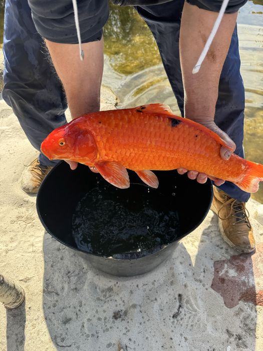 Karp Koi, gigantyczne egzemplarze - hodowla