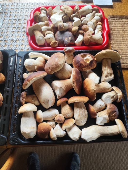 Sprzedam świeże borowiki szlachetne Wadowice