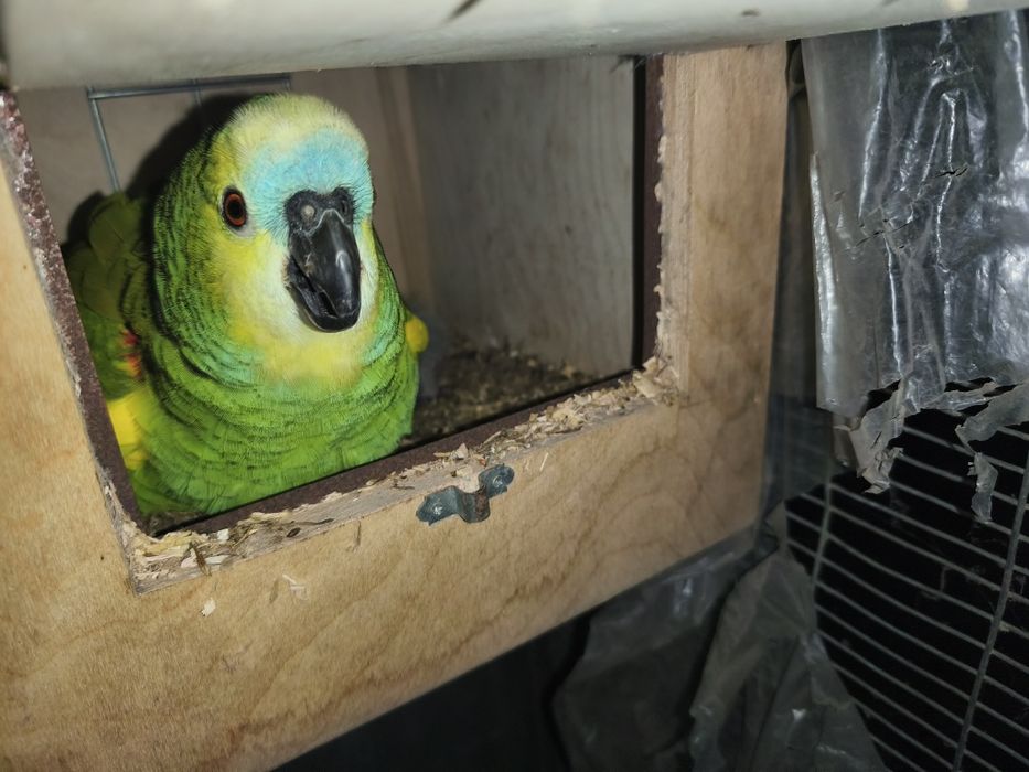 Casal amazonas aestivas criados pelos pais.