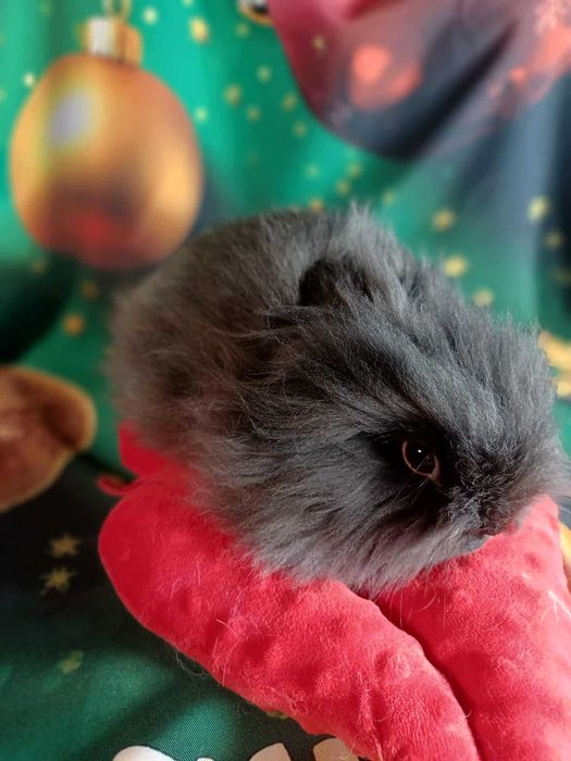Króliczek samiczka Karzełki Teddy z hodowli Polskie -Jabłuszko E131