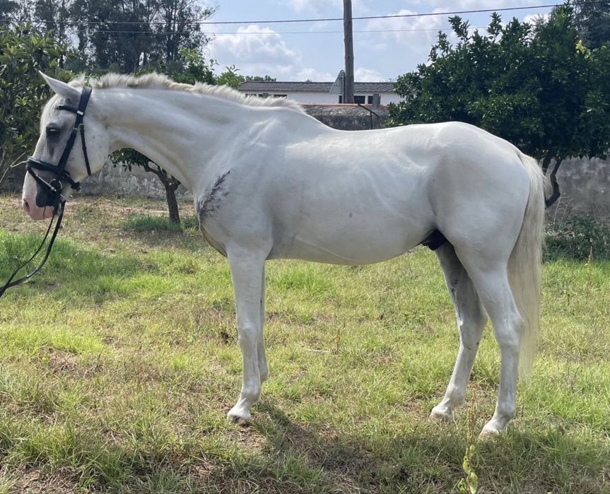 P S Lusitano castrado