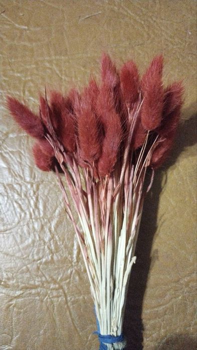 Декоративний лагурус в букети  декор