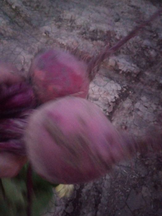 Sprzedam buraki czerwone