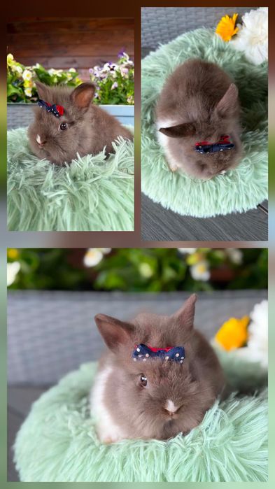 Karzełki Teddy Mini