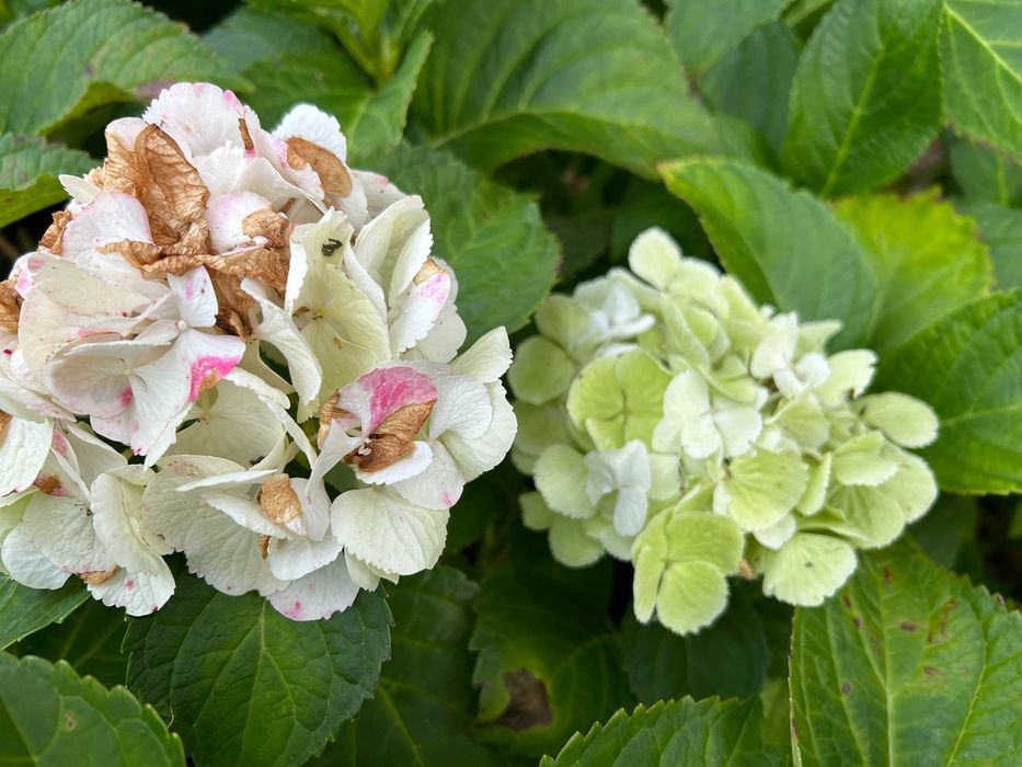 Hortensja ogrodowa biała Hydrangea macrophylla