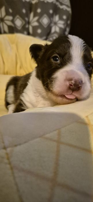 Piesek border collie