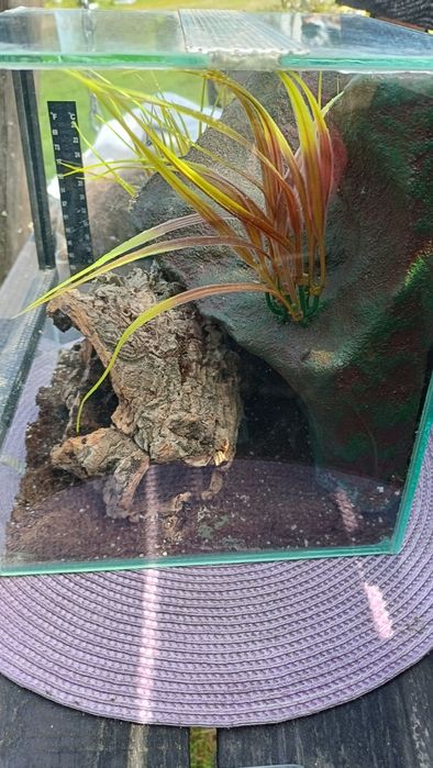 Terrarium szklane