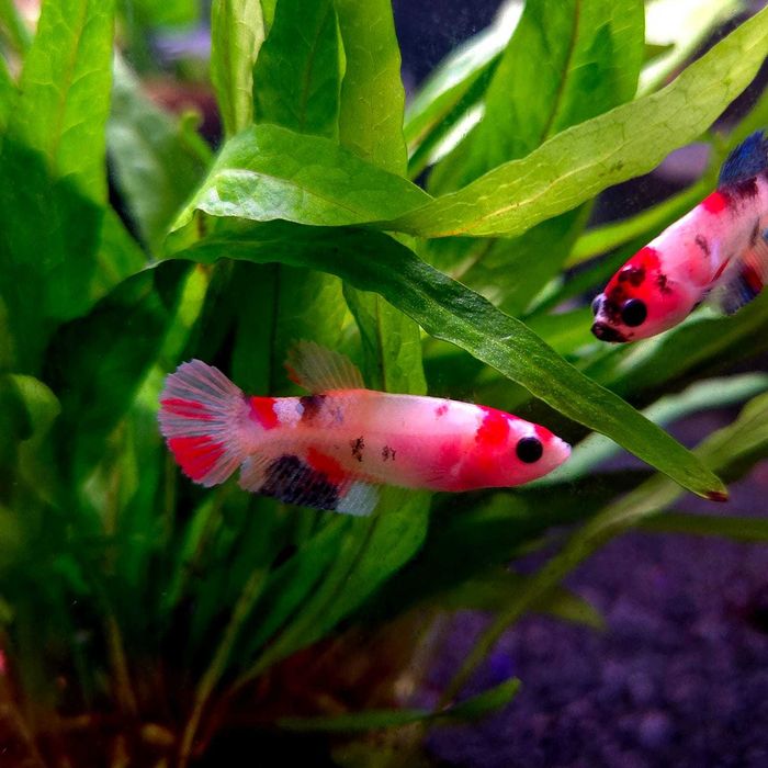 Bojownik samica koi Betta splendens