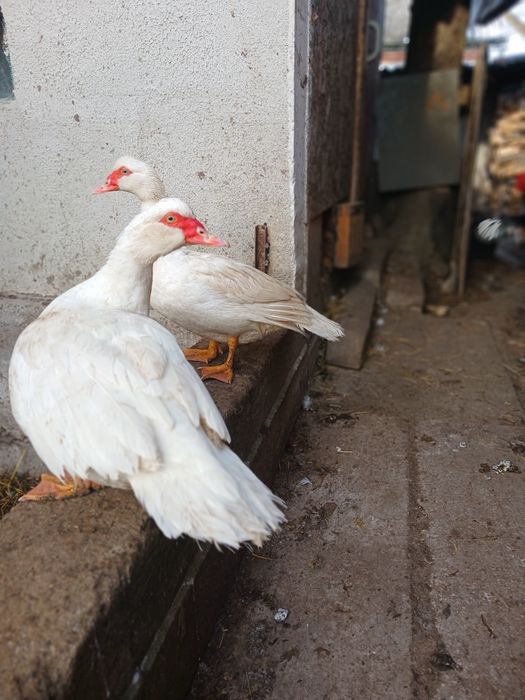 Мускусні качки ,каченята,інкубаційні яйця