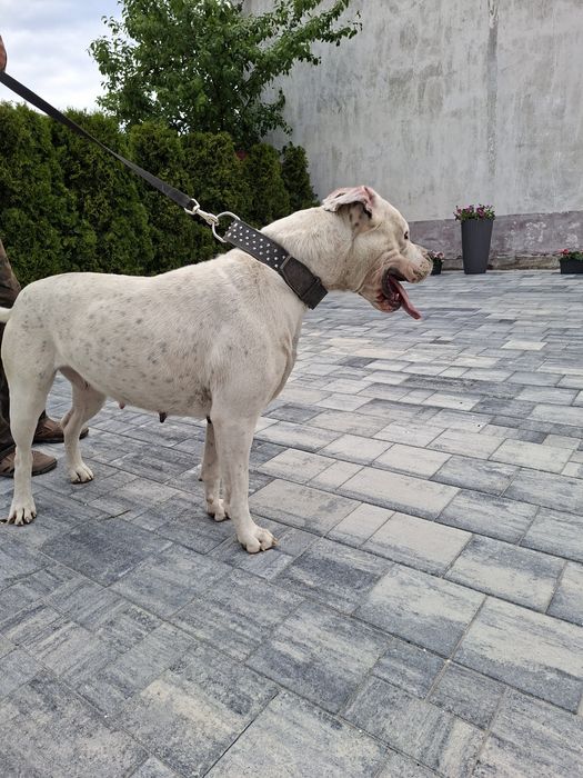 Dog argentynski argentino  suczka szczeniak