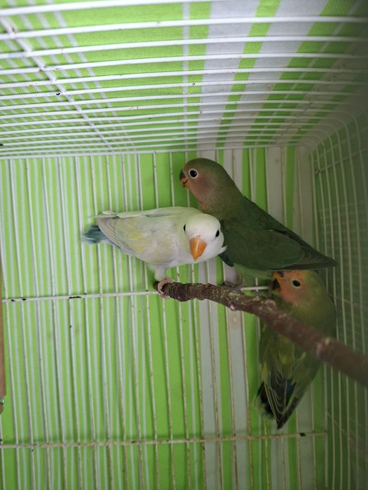 Agaponis com dois meses
